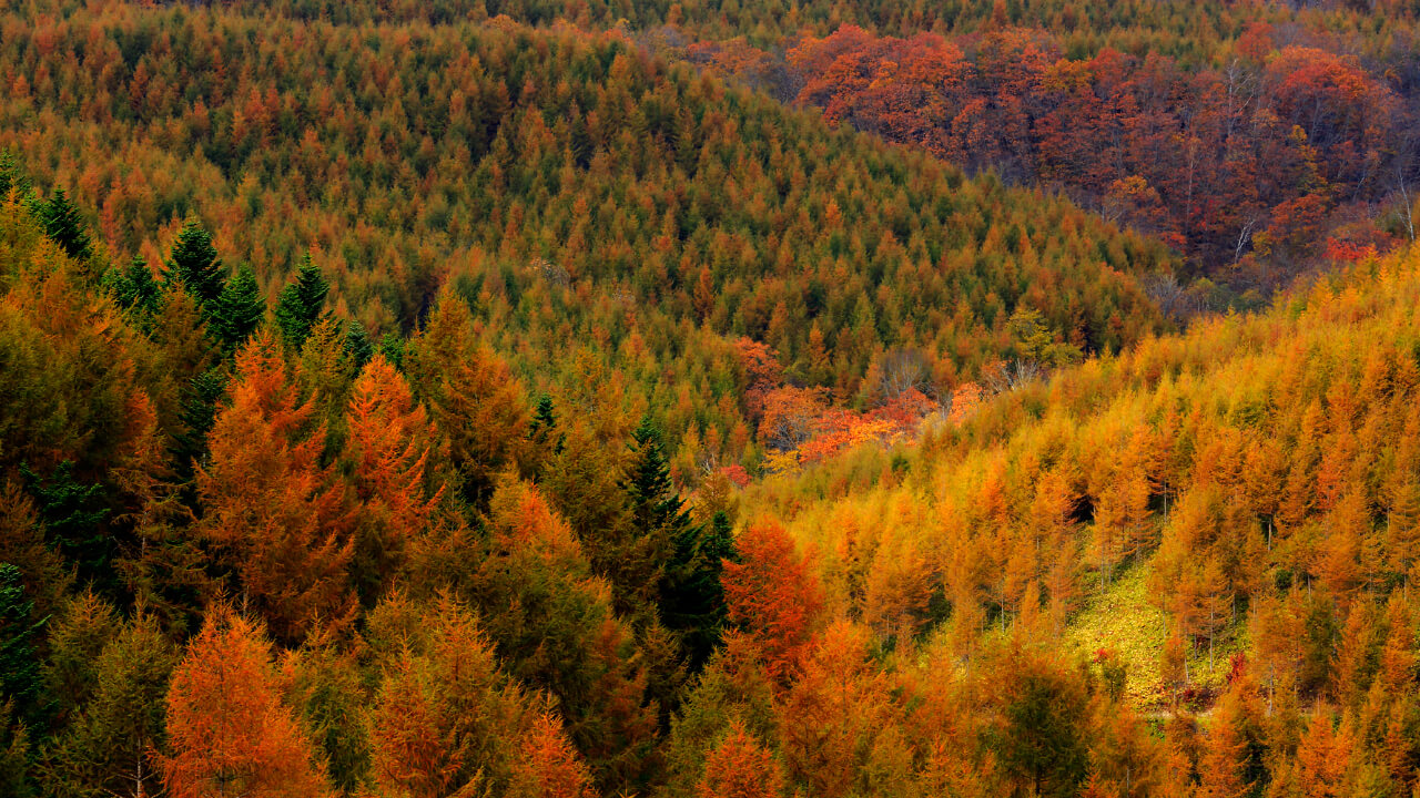 美しい針葉樹の紅葉が広がっています。